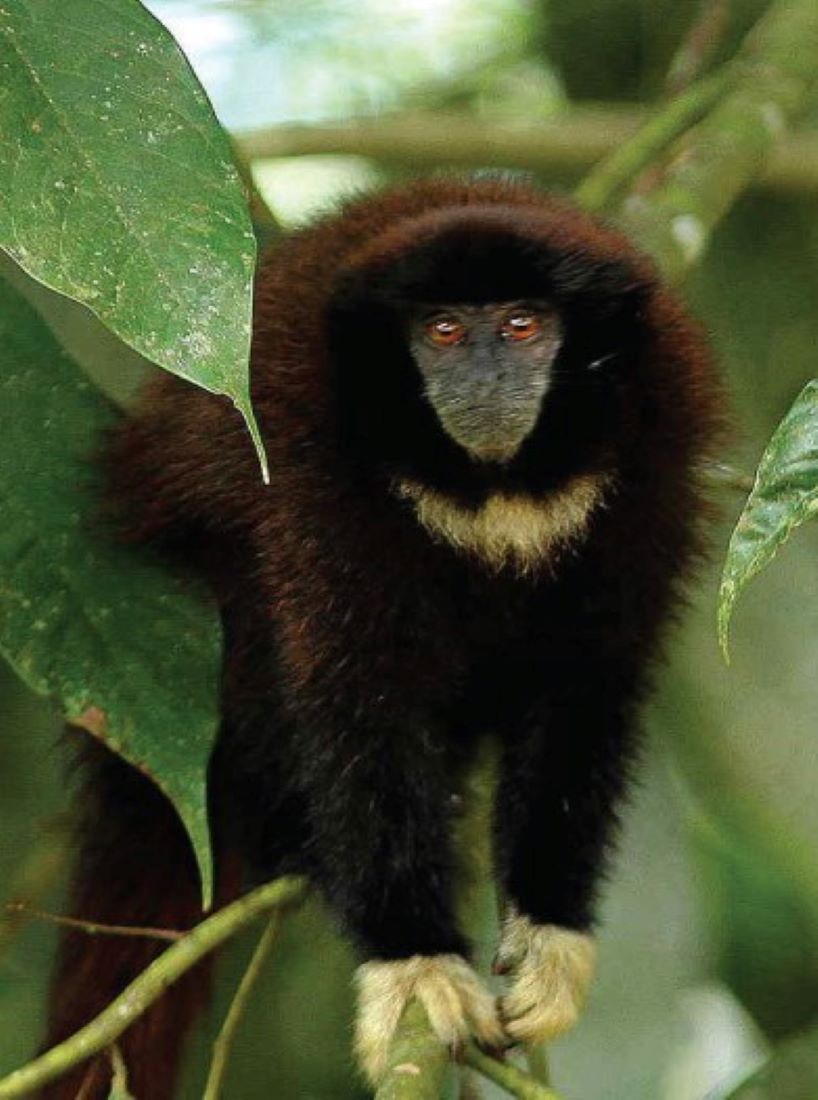 Yasuni National Park