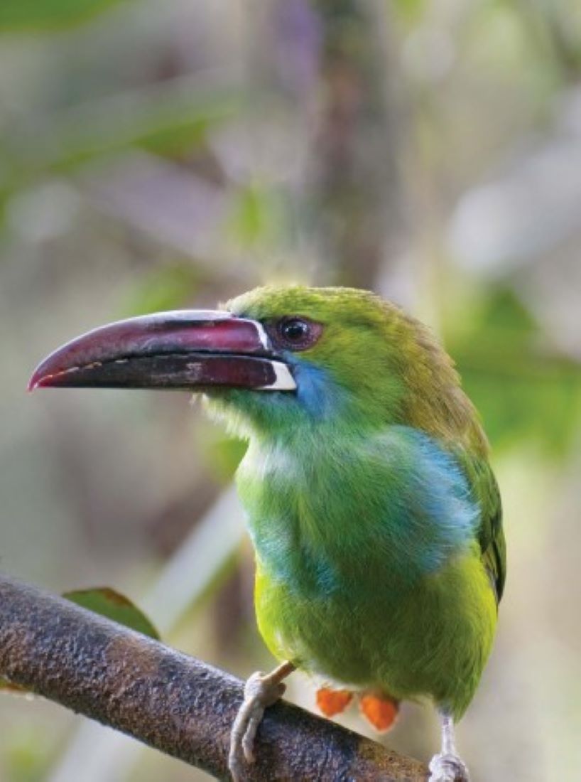 Nature & Birdwatching